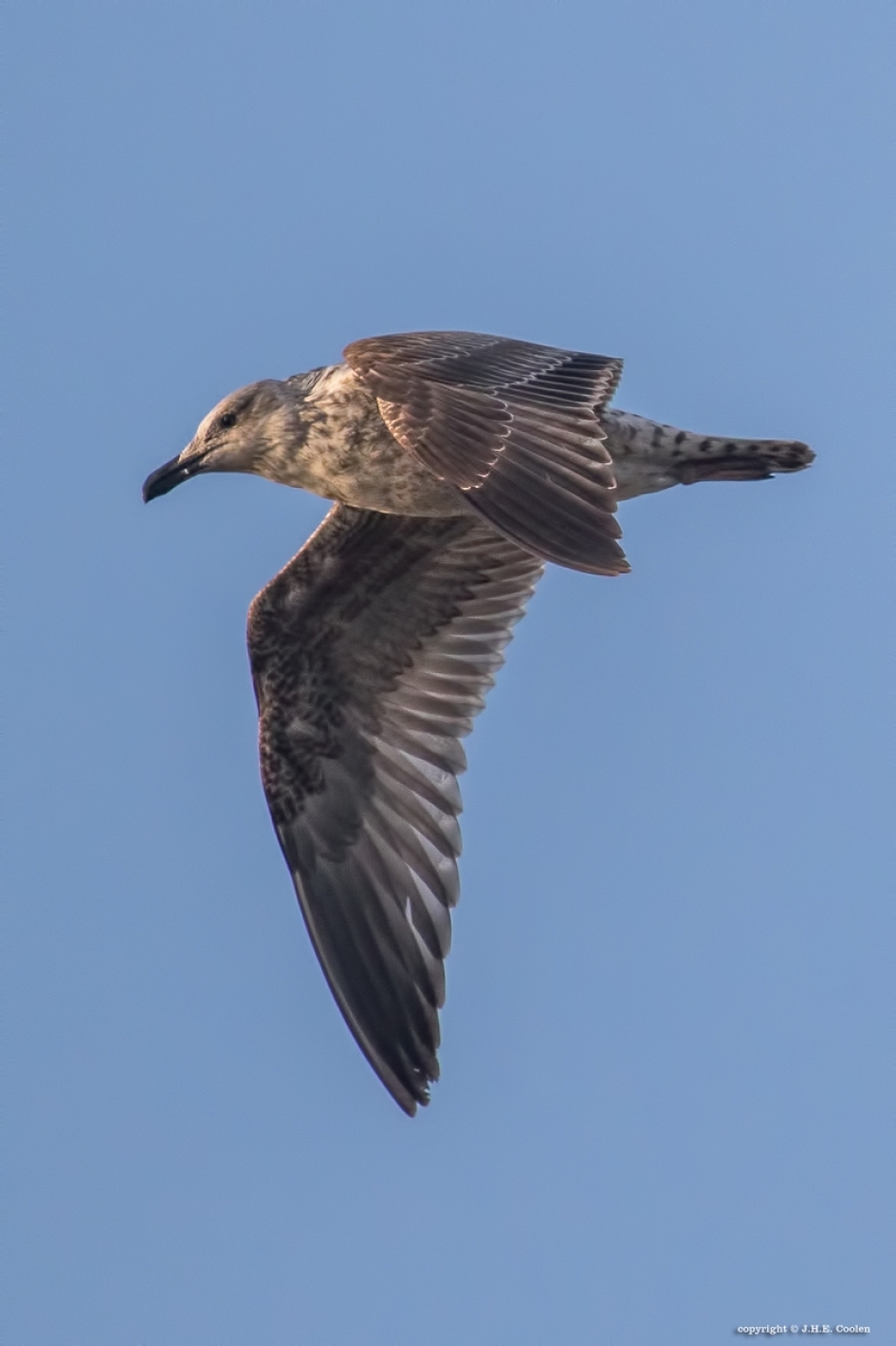 Meeuw - Vogels - Meeuw