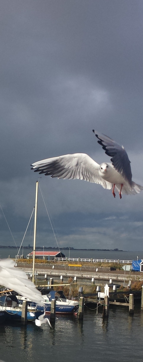 Meeuw boven Marken