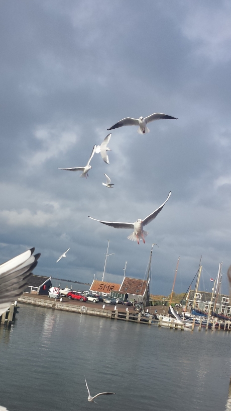Meeuwen boven Marken