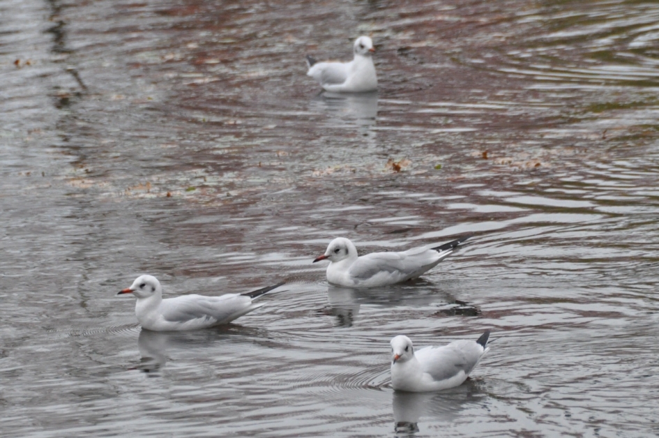 Meeuwtjes - Vogels - 