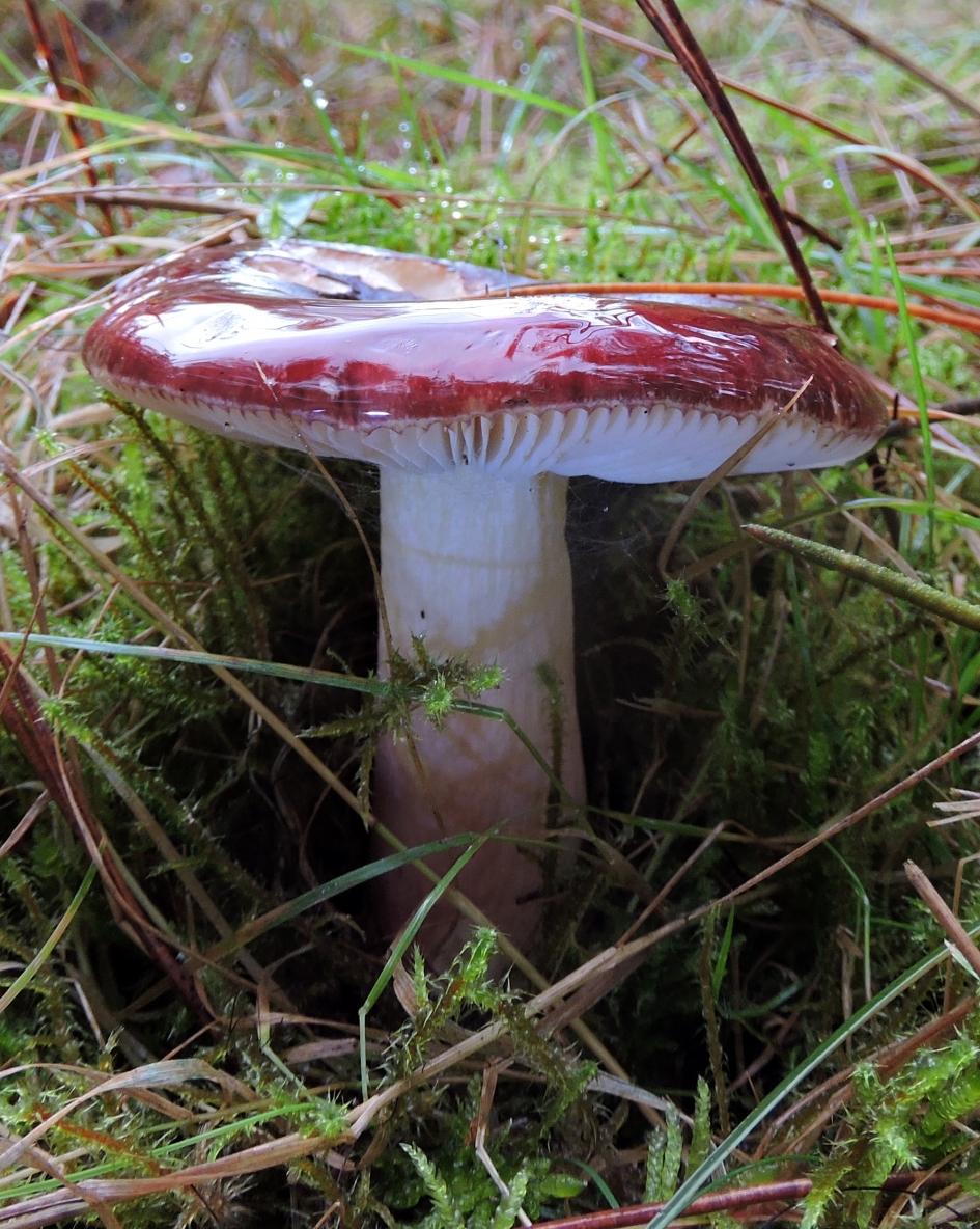 Met een laagje gelei - Schimmels - Papilrussula