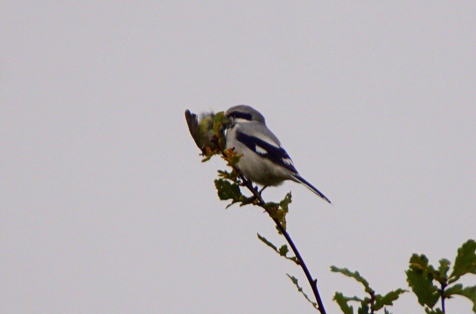 Met prooi - Vogels - Klap ekster
