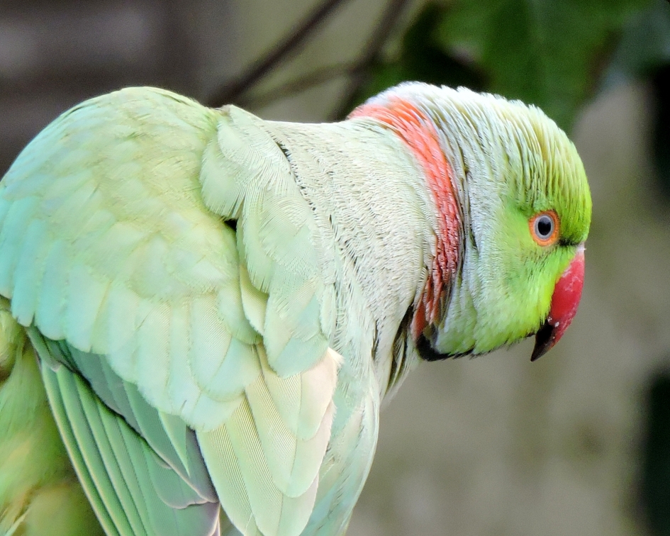 Met rode halsband - Vogels - Halsbandparkiet