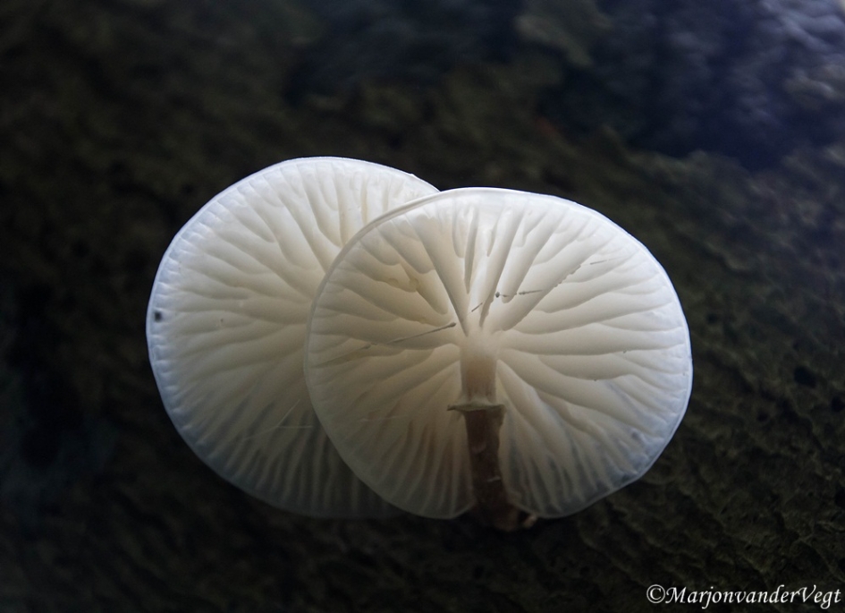 Met z'n 2n - Schimmels - Porseleinzwammen