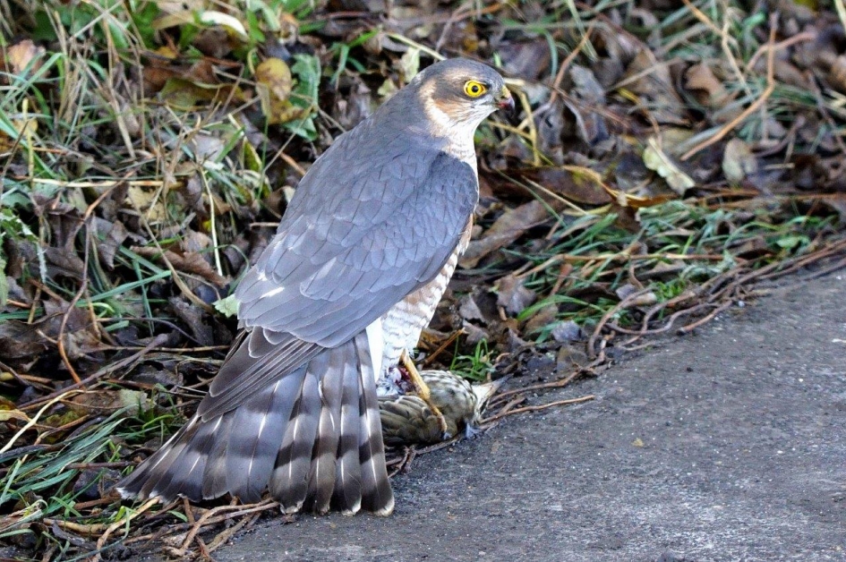 Mevrouw sperwer - Vogels - Sperwer