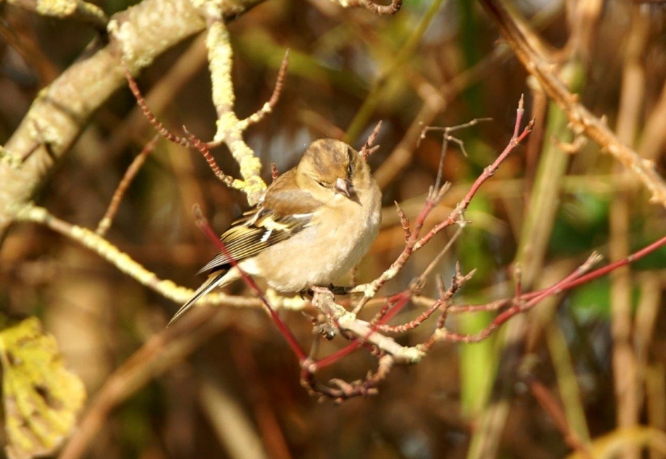 Mevrouw vink - Vogels - Vink