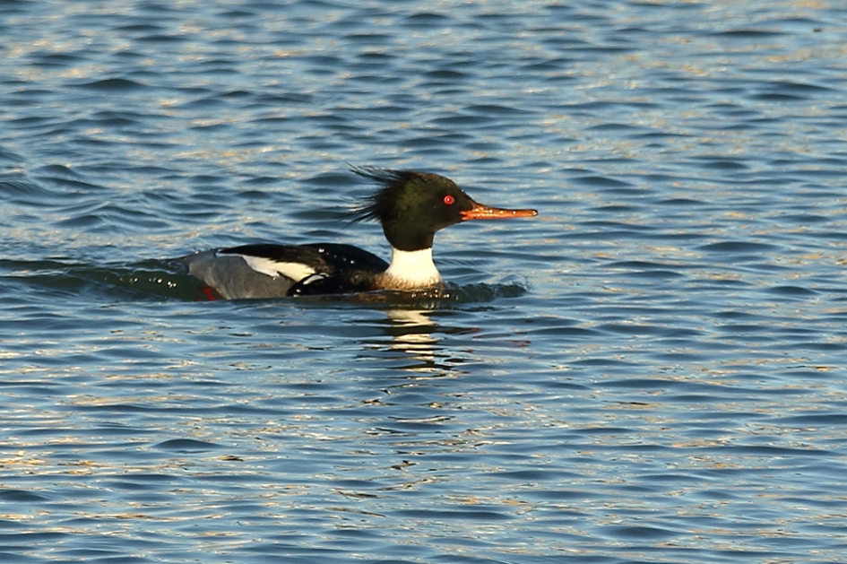 middelste zaagbek -m- - Vogels - 