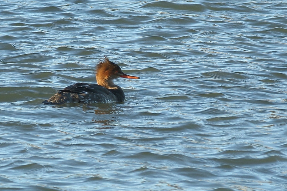 middelste zaagbek -v- - Vogels - 