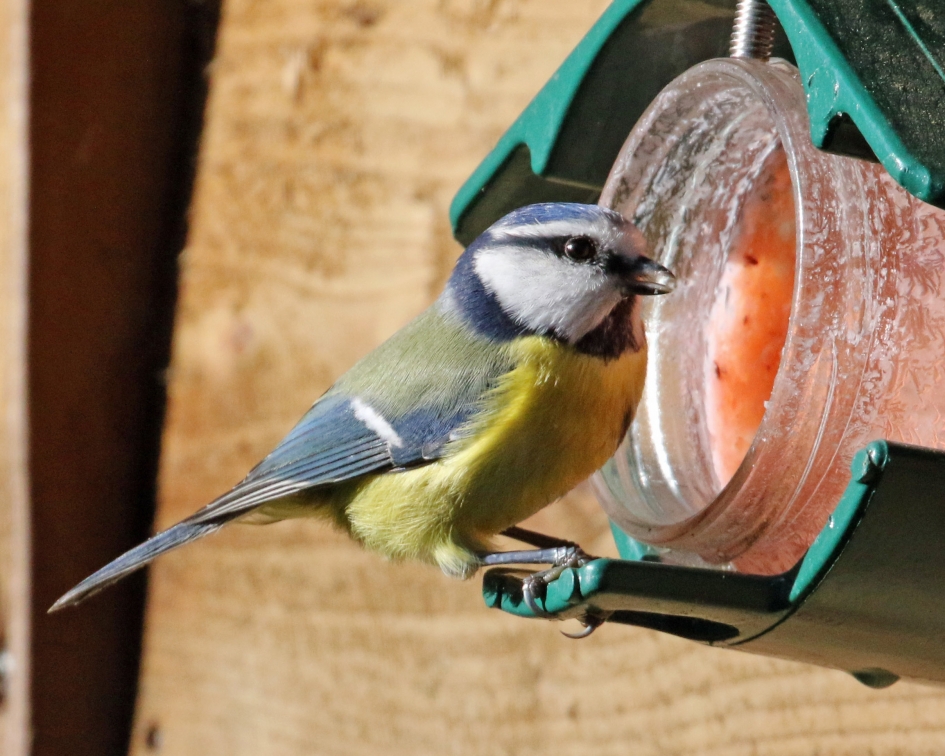 Mmmm, lekker.. - Vogels - Pimpelmees