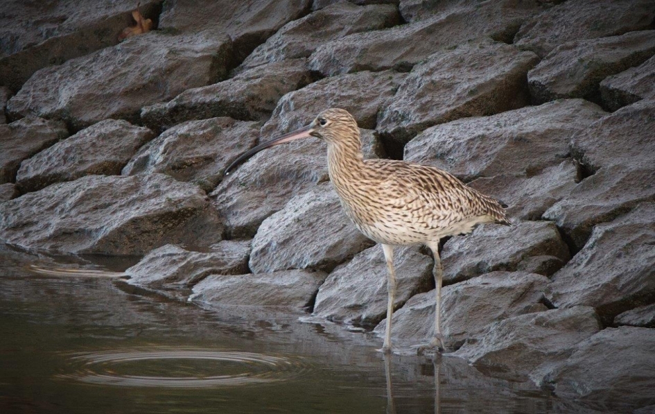 Mooi licht - Vogels - Wulp