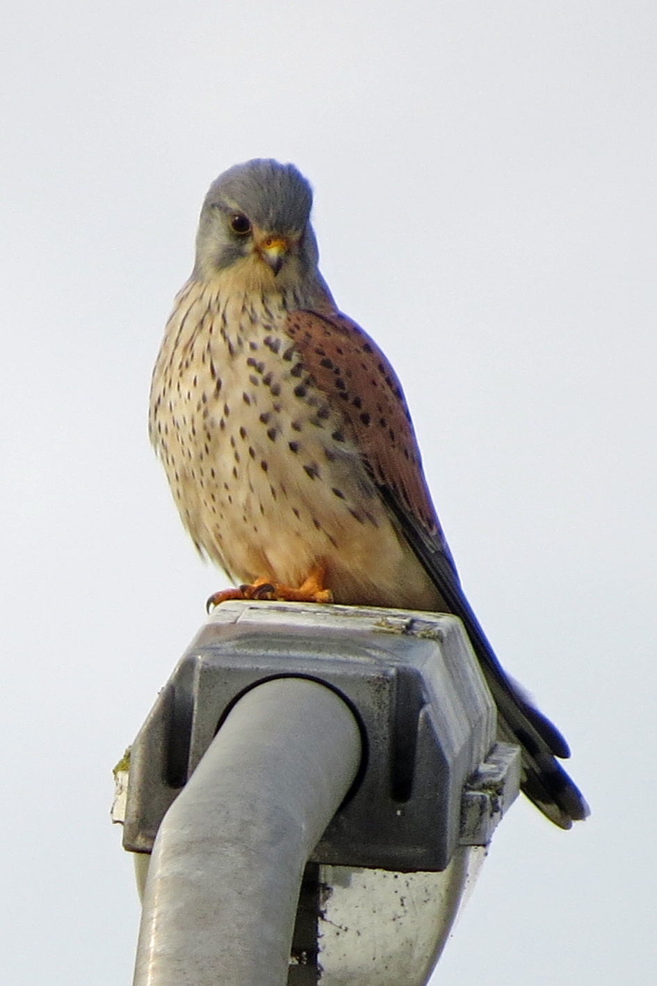 Mooi mannetje - Vogels - 
