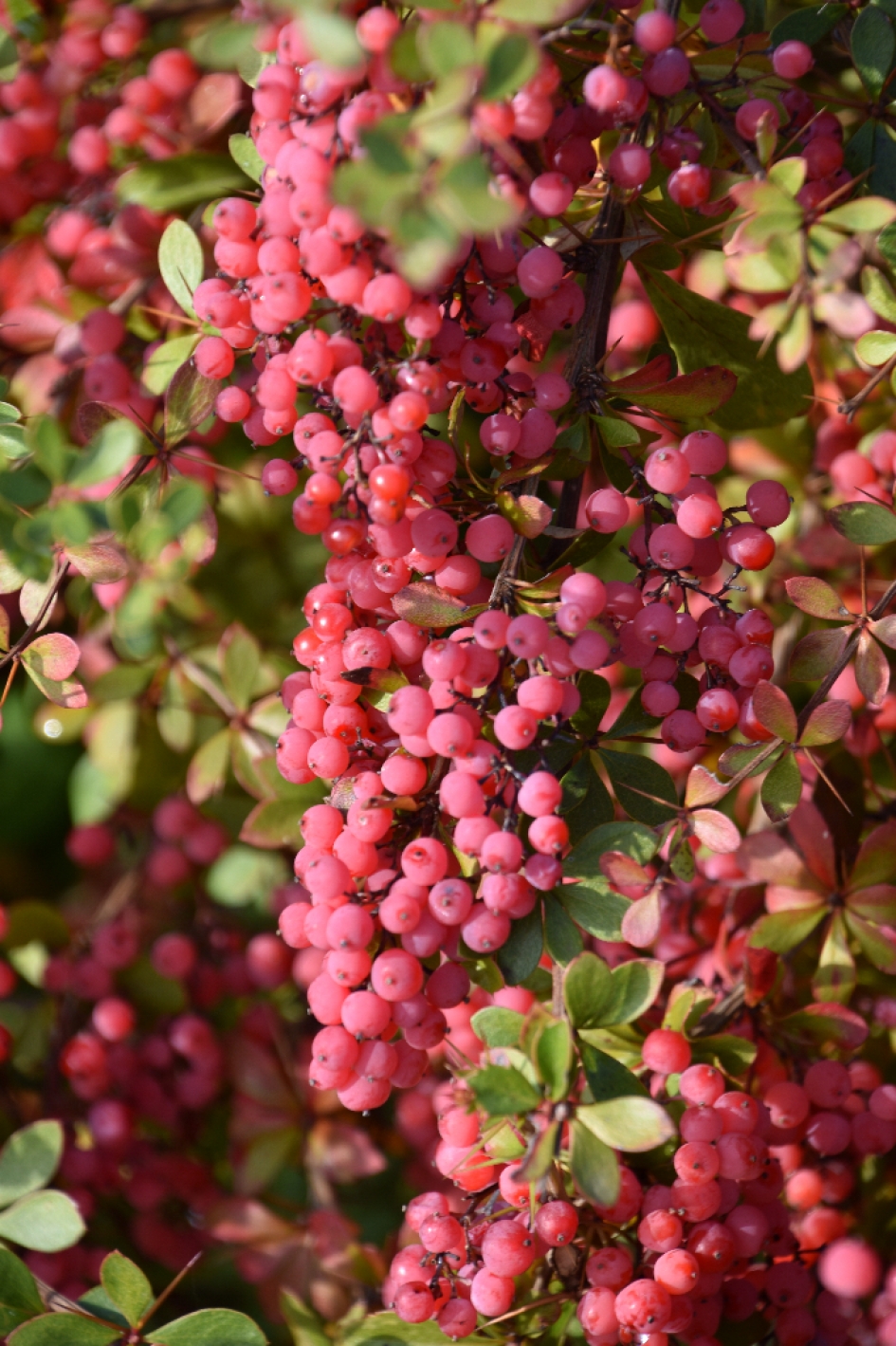 Mooi rood - Planten - 