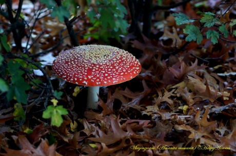 mooie grote vliegenzwam