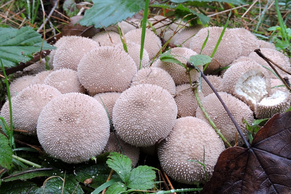 Mooie parels...fffijne parels.. - Schimmels - Parelzwammen