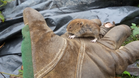 Muisje in de moestuin