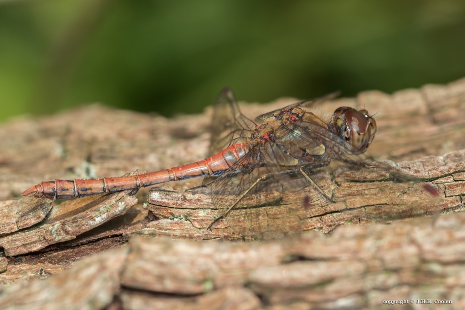 Eén van de laatste... - Geleedpotigen - Bruinrode heidelibel