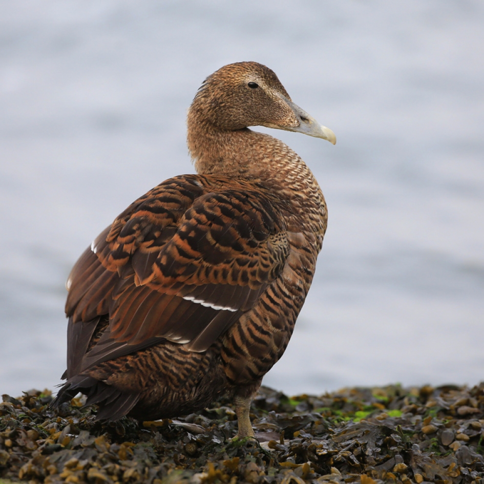 Naïef ..... ? - Vogels - Eider