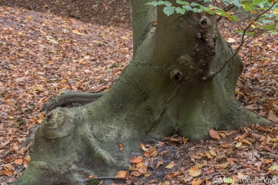 Neushoorn - Overig - Boomgezicht