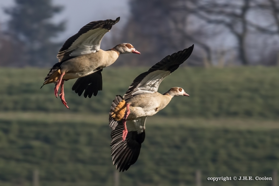 Nijlgans - Vogels - Nijlgans