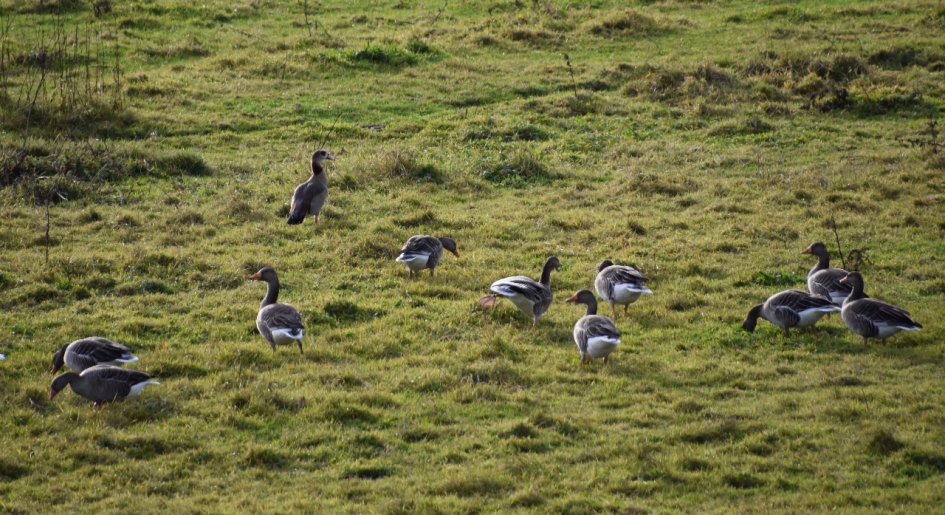 Nijlgans tussen.... - Vogels - 