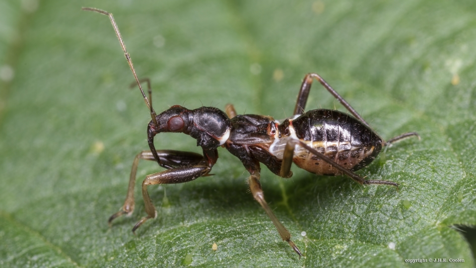 Nimf.. - Geleedpotigen - Sikkelwants