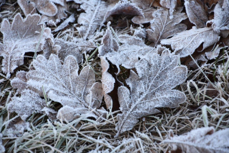 Nog niet al het gevallen blad is weg... - Planten - 