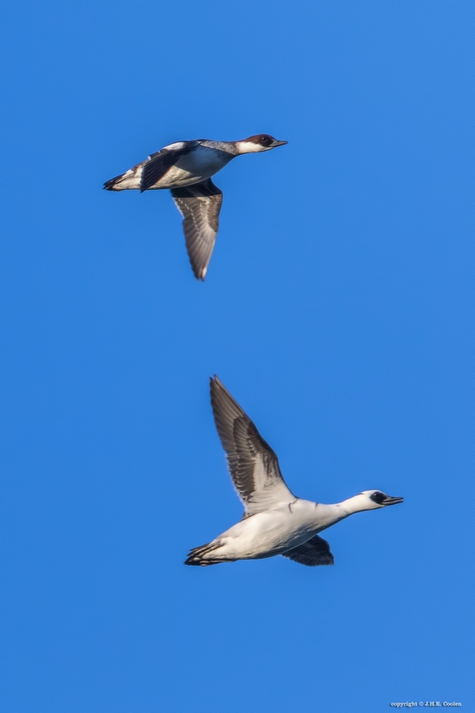 Nonnetjes - Vogels - Nonnetje