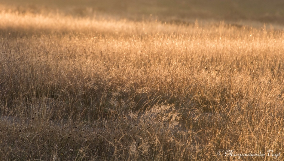 Ochtend zon - Weer en landschap - gras
