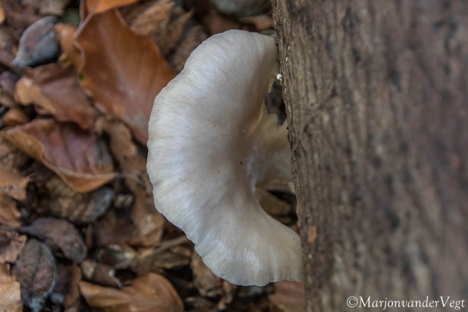 Oesterzwam - Schimmels - Oesterzwam