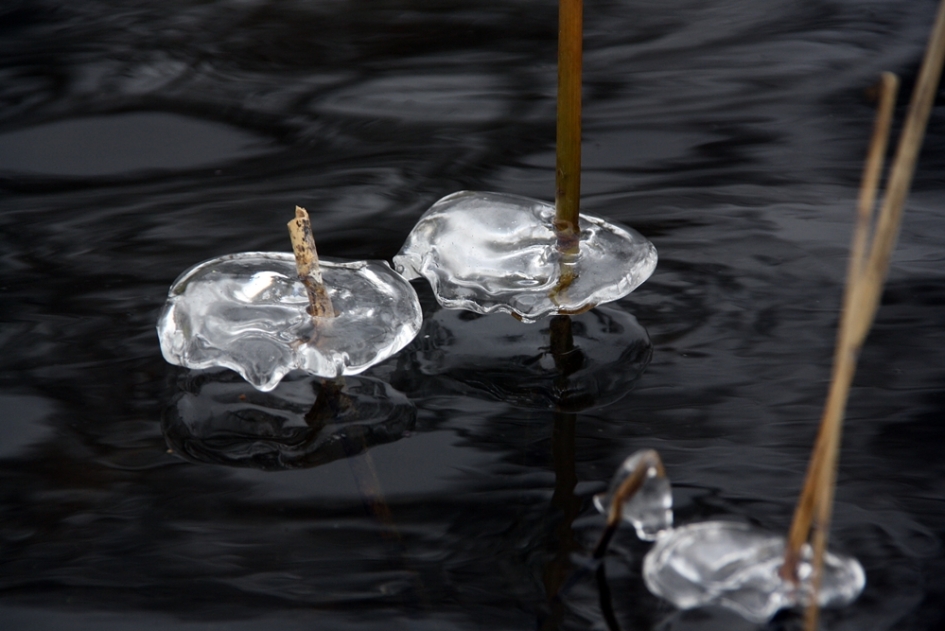 Ogen op steeltjes - Overig - Ijs