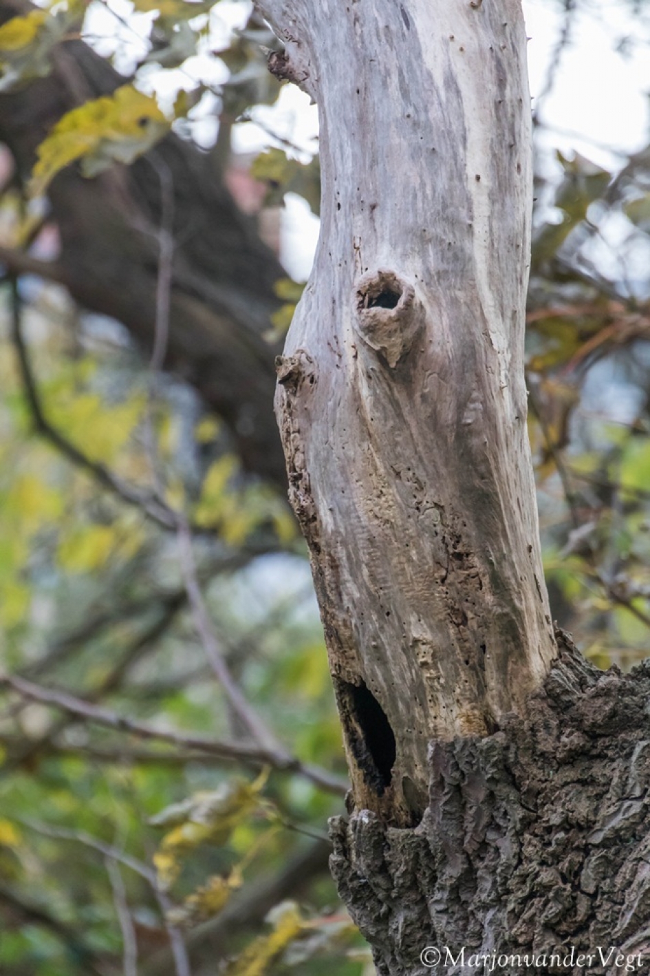 Ohhhhh !!! - Overig - Boomgezicht