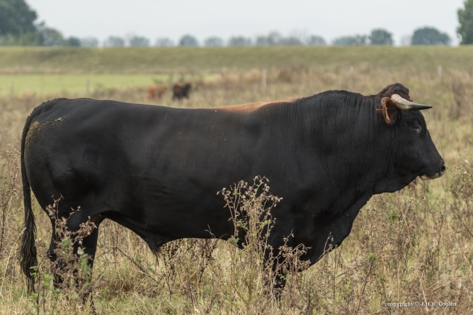 Omlopen - Zoogdieren - 