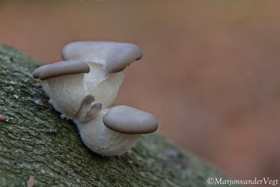 Gewone oesterzwam - Schimmels - gewone oesterzwam
