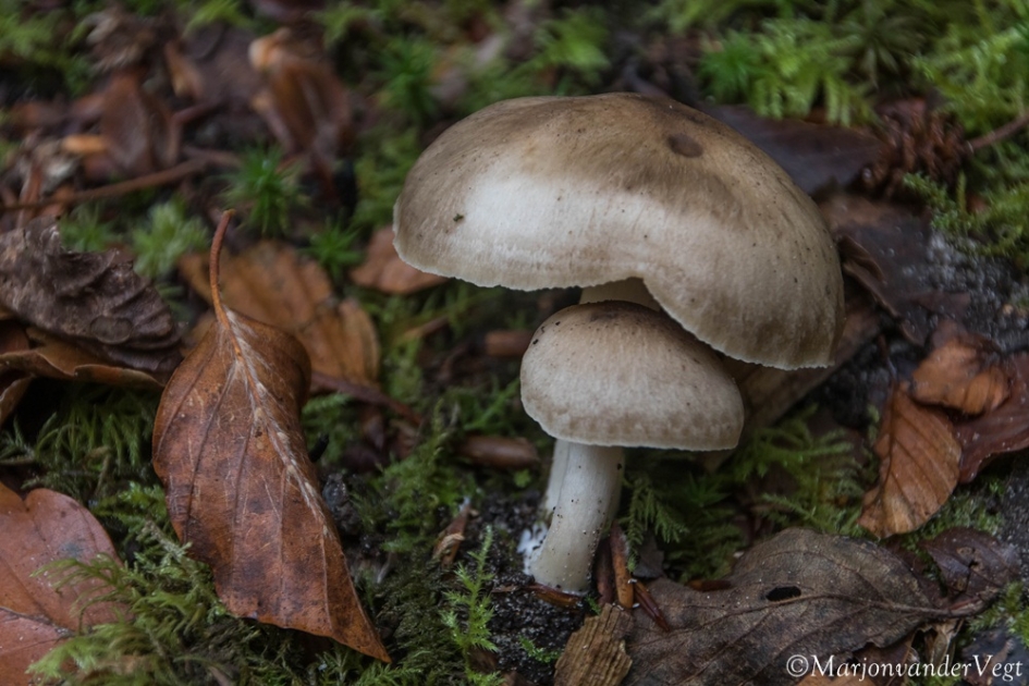 Onbekend soort - Schimmels - paddenstoel