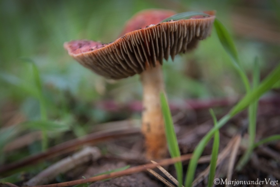 Oranjerode stropharia - Schimmels - Oranjerode stropharia