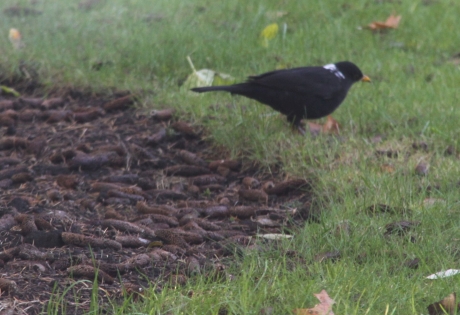 Onbekende vogel
