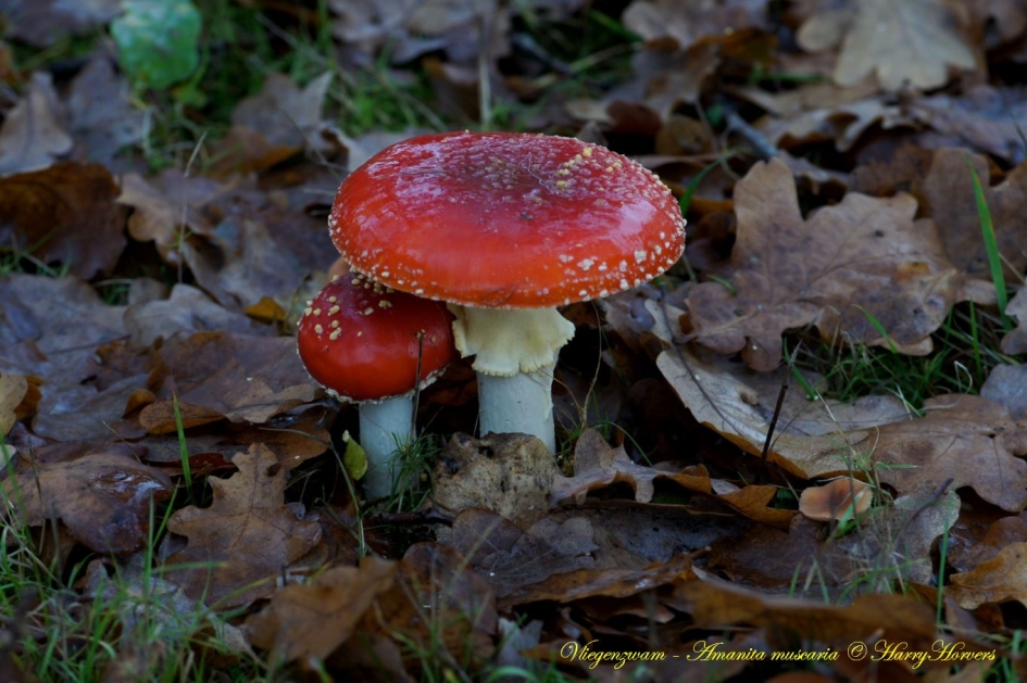 onder de paraplu - Schimmels - 