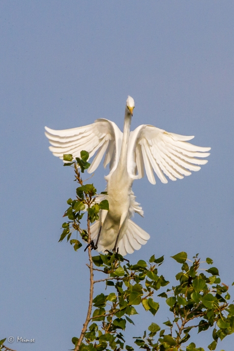 Onhandige grote zilverreiger