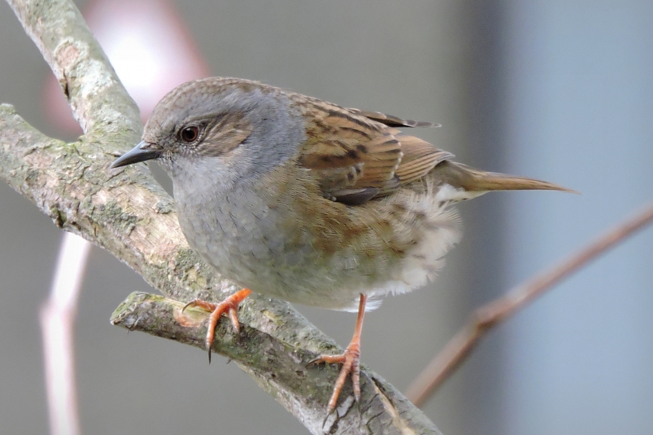 Onopvallend aanwezig - Vogels - Heggemus