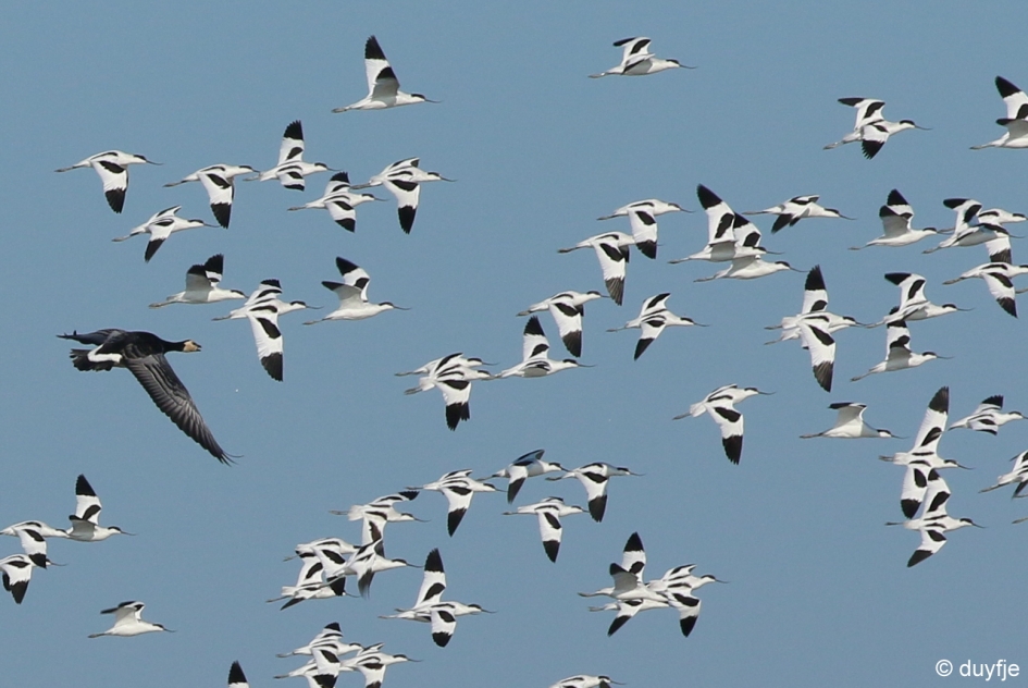 Op een "kluutje" - Vogels - Kluten en brandgans