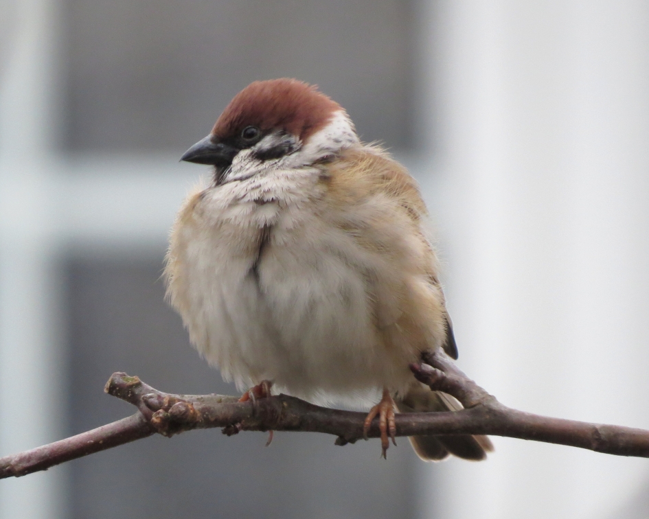 Op stok - Vogels - Ringmus