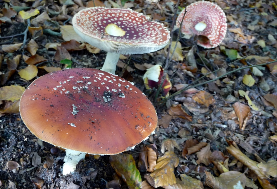 Oude zwammen - Schimmels - 