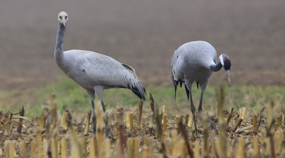 Ouder en kind - Vogels - Kraanvogel