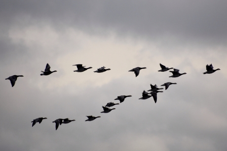 Overvliegende ganzen