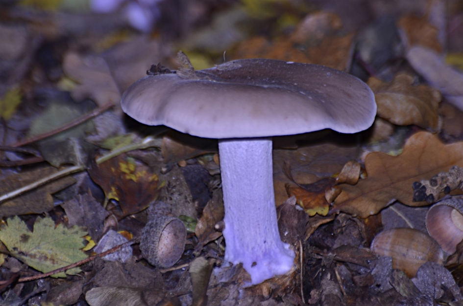 Paarse ridderzwam - Schimmels - Paarse Ridderzwam