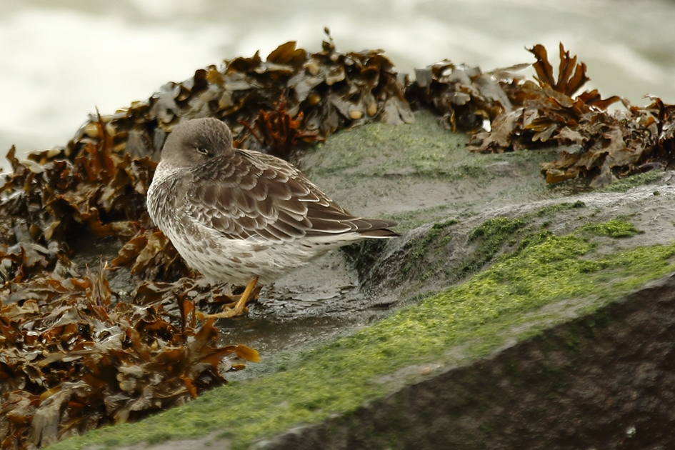 paarse strandloper - Vogels - 