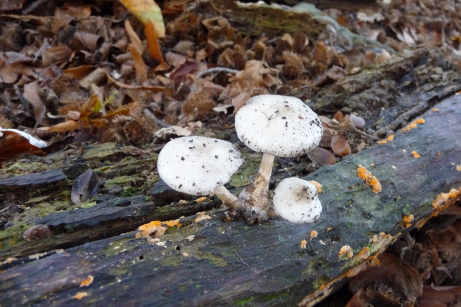 Paddenstoeltjes - Schimmels - 