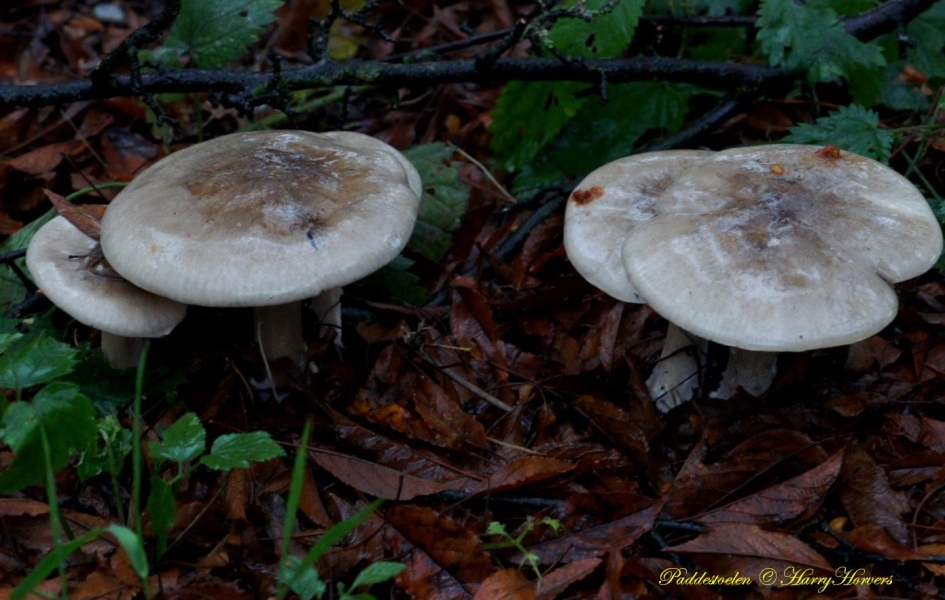 paddestoelen - Schimmels - 