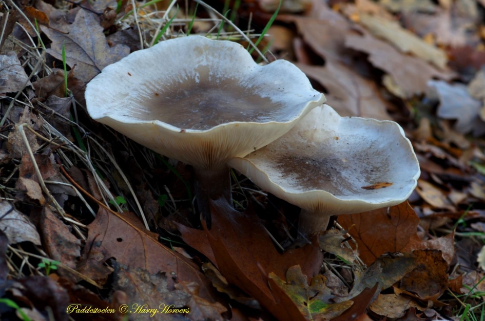 Paddestoelen - Schimmels - 