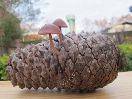 Paddestoeltjes op een denneappel